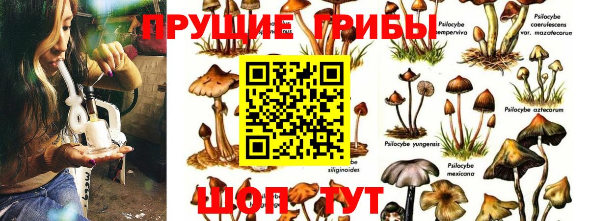 Новоалександровск  дарнет шоп  Псилоцибиновые грибы Magic Shrooms  Вход с VPN  Галлюциногенные грибы Cubensis 